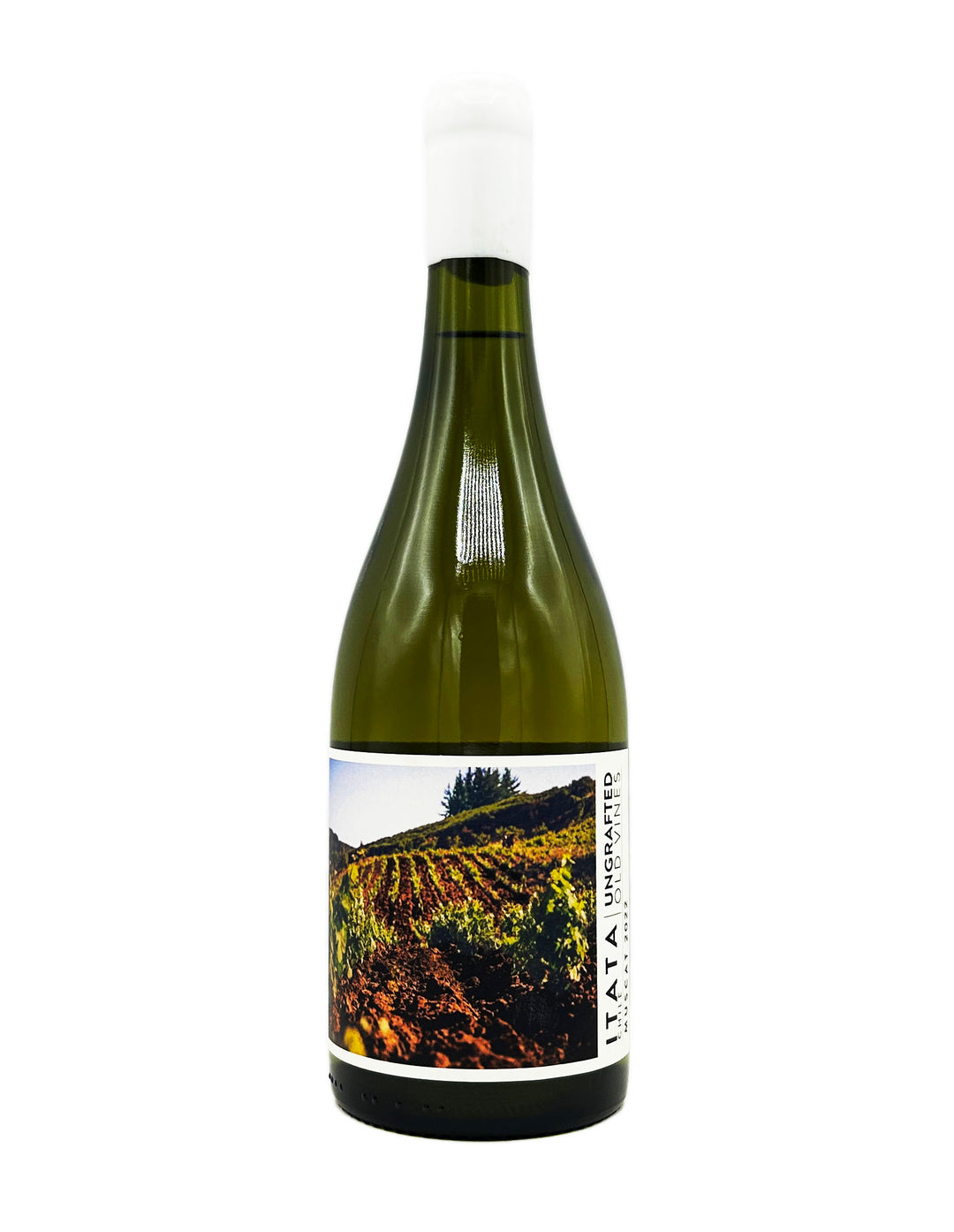 Ungrafted Muscat Itata Valley 2022 - Wine Therapy NYC